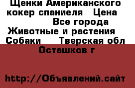 Щенки Американского кокер спаниеля › Цена ­ 15 000 - Все города Животные и растения » Собаки   . Тверская обл.,Осташков г.